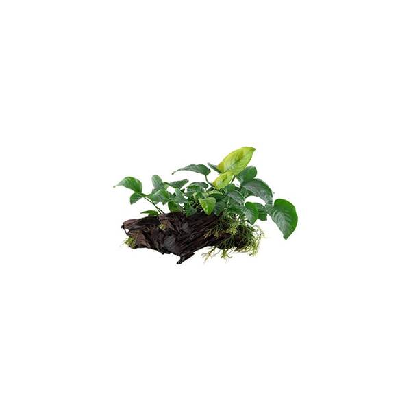 Stoffels Anubias barteri var. Nana on wood Large