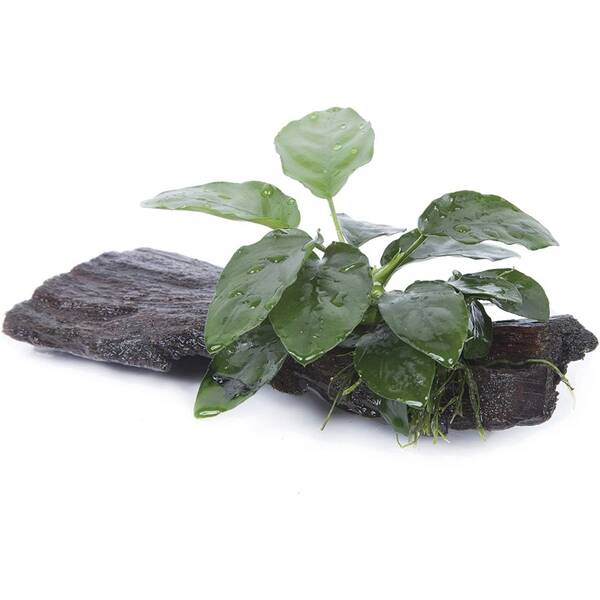 Stoffels Anubias barteri var. Nana on wood Midi