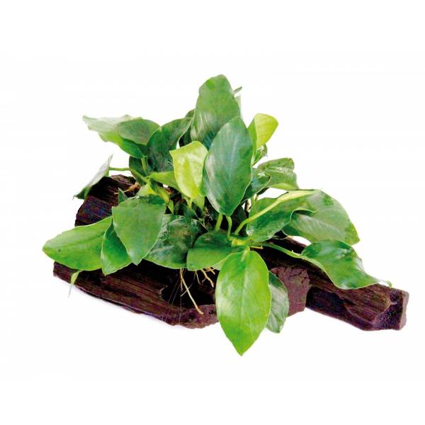Stoffels Anubias barteri var. Nana on wood Midi Stoffels Anubias barteri var. Nana on wood Midi