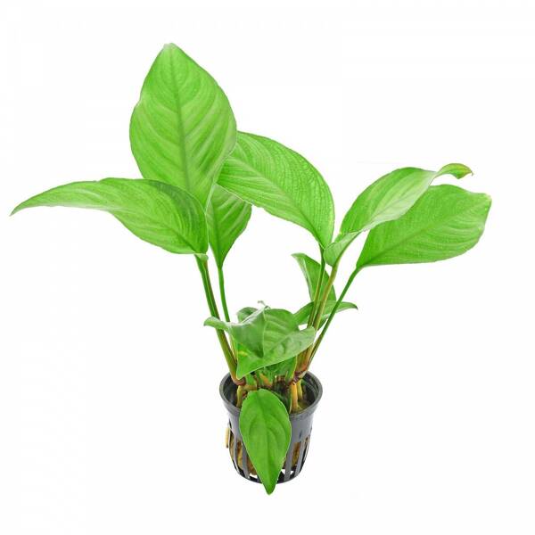 Stoffels Anubias Heterophylla