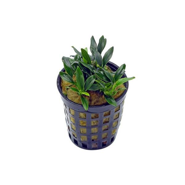 Stoffels Anubias Nana Pangolino Stoffels Anubias Nana Pangolino