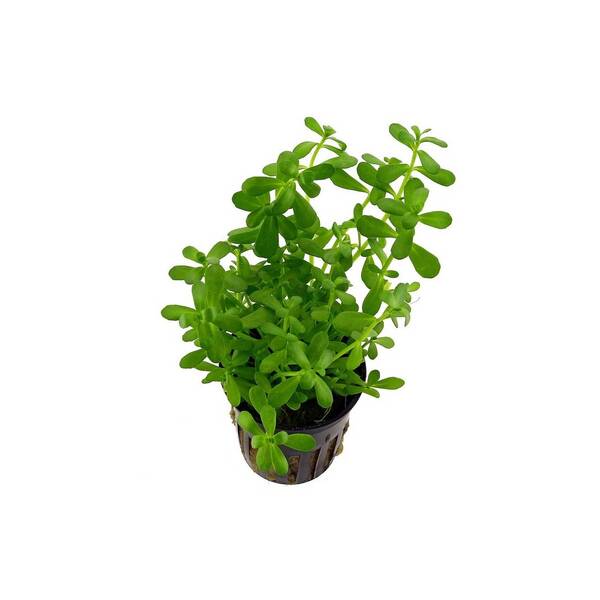 Stoffels Bacopa monnieri