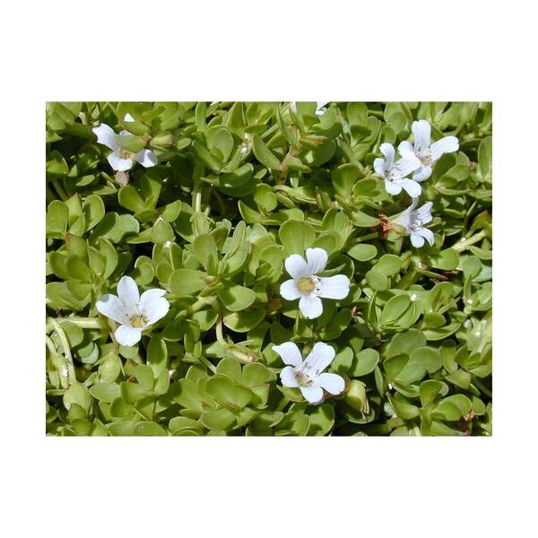 Stoffels Bacopa monnieri