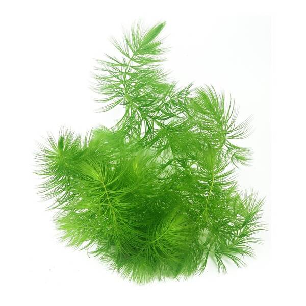 Stoffels Ceratophyllum Demersum (Bund)