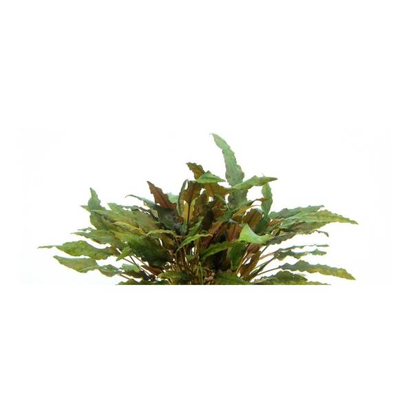 Stoffels Cryptocoryne Wendtii Brown