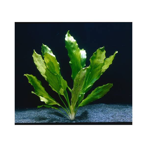 Stoffels Echinodorus 'Ozelot Green'