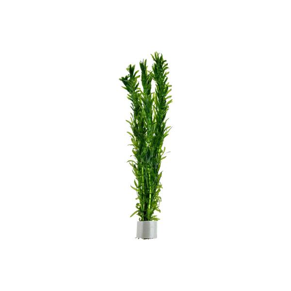 Stoffels Egeria Densa Bund