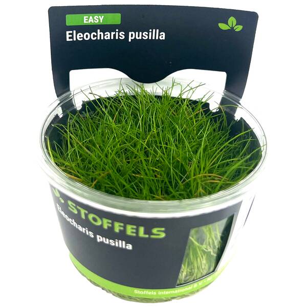 Stoffels Eleocharis Pusilla In-Vitro