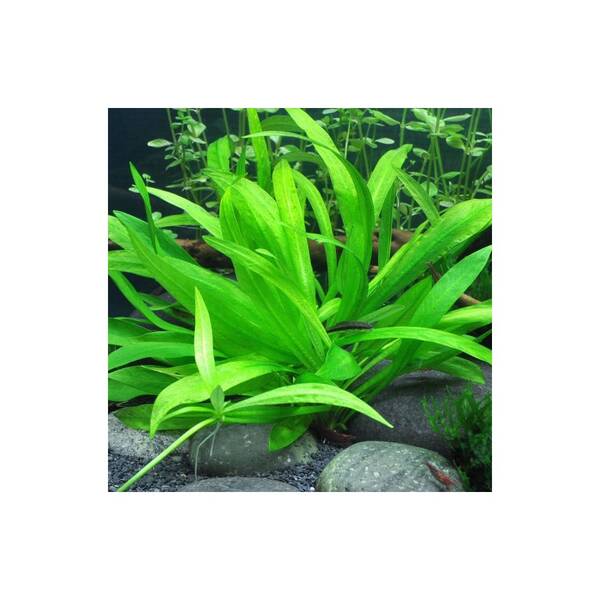Stoffels Helanthium bolivianum 'Quadricostatus'