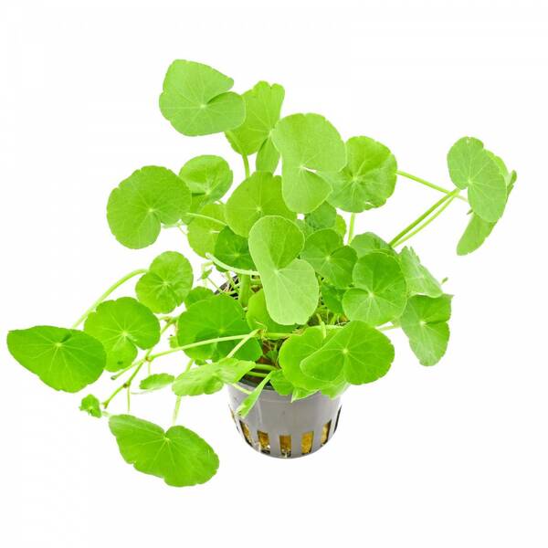 Stoffels Hydrocotyle Leucocephala