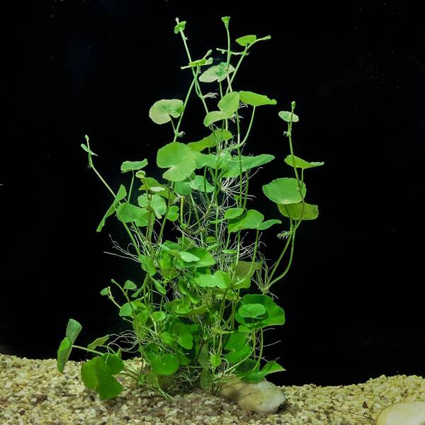 Stoffels Hydrocotyle Leucocephala