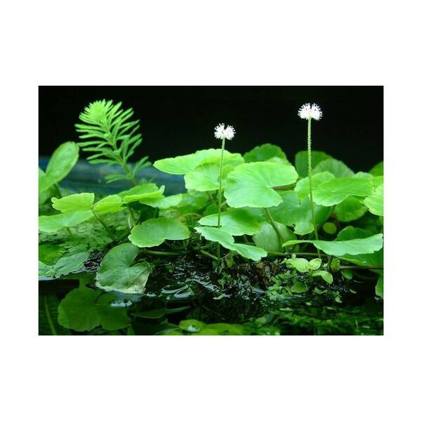 Stoffels Hydrocotyle Leucocephala