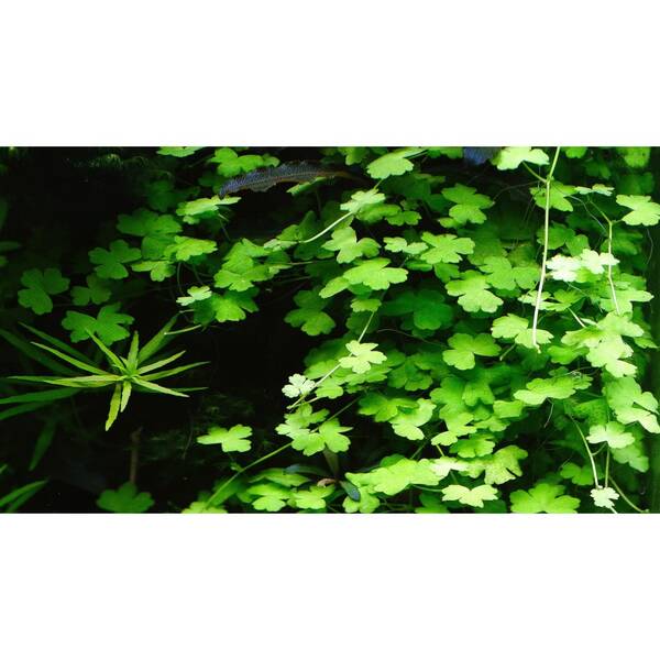 Stoffels Hydrocotyle Tripartita Stoffels Hydrocotyle Tripartita