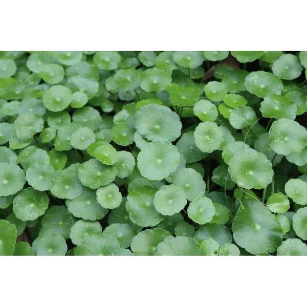 Stoffels Hydrocotyle Verticillata