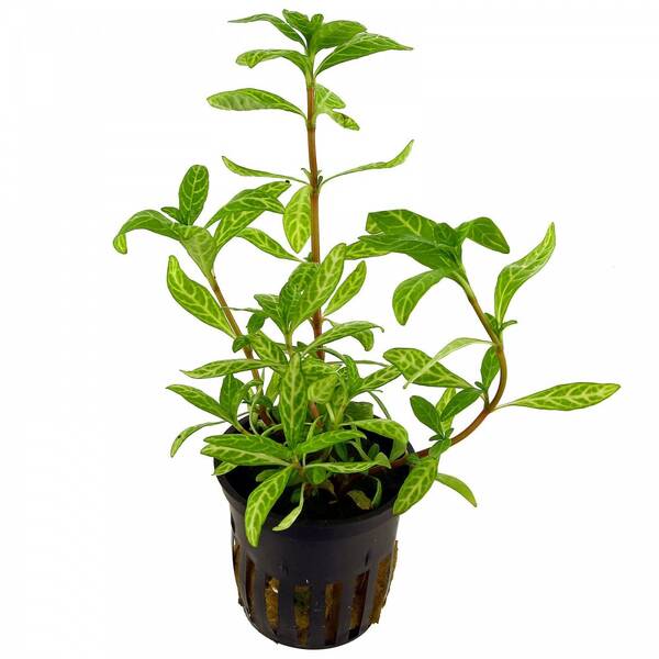 Stoffels Hygrophila Polysperma 'Rosanervig'