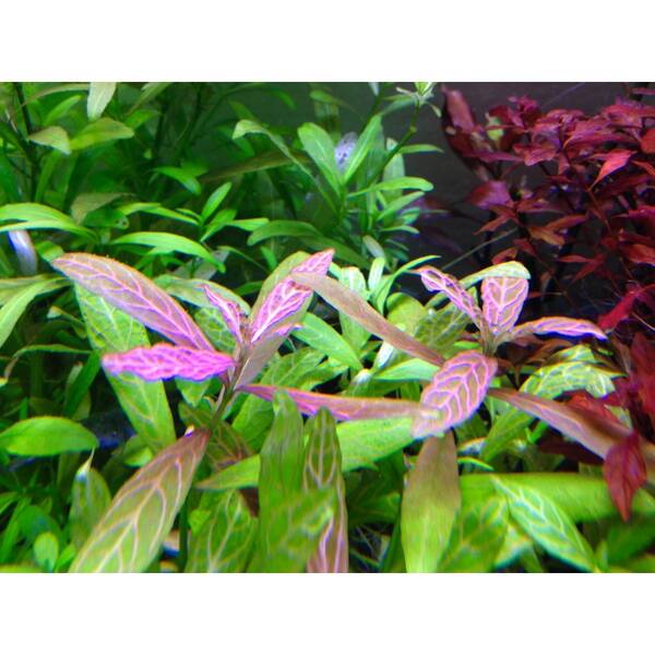 Stoffels Hygrophila Polysperma 'Rosanervig'