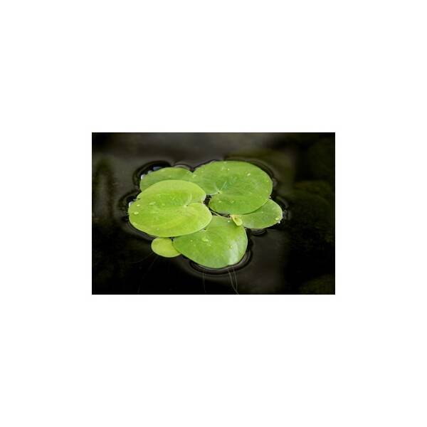 Stoffels Limnobium spongia