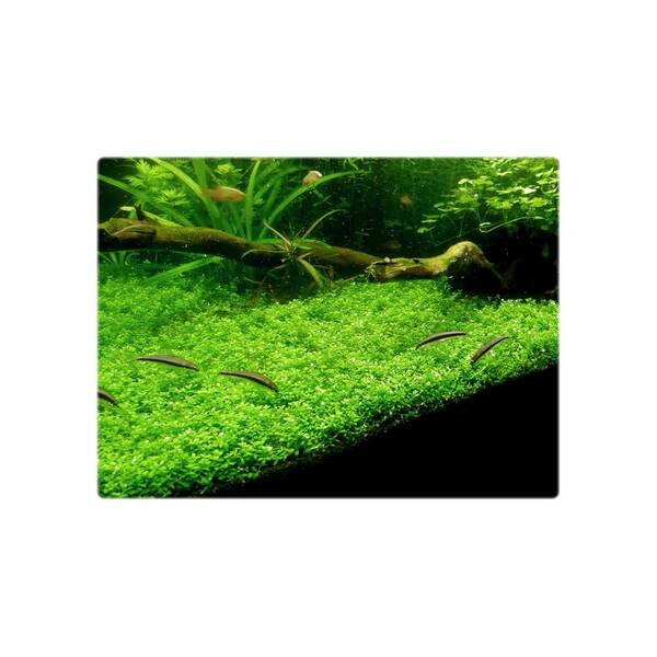 Stoffels Micranthemum callitrichoides in-vitro