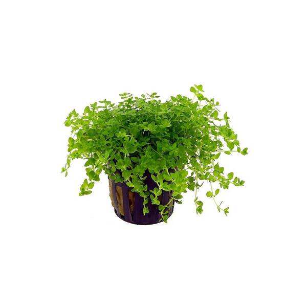 Stoffels Micranthemum glomeratum