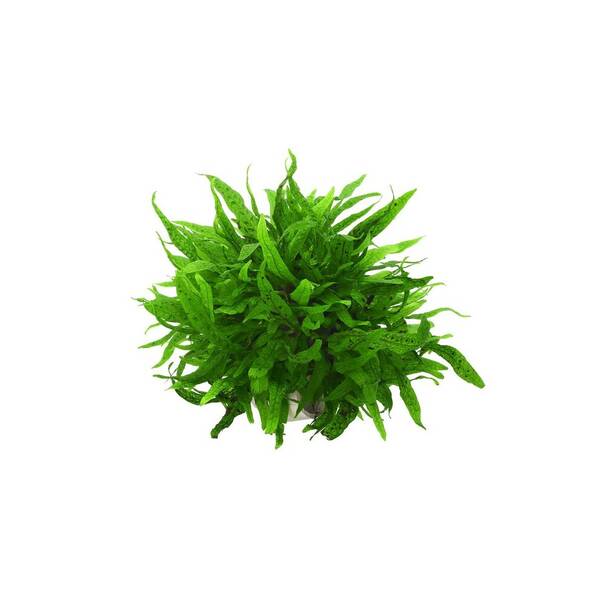 Stoffels Microsorum pteropus ‘Green Gnome’