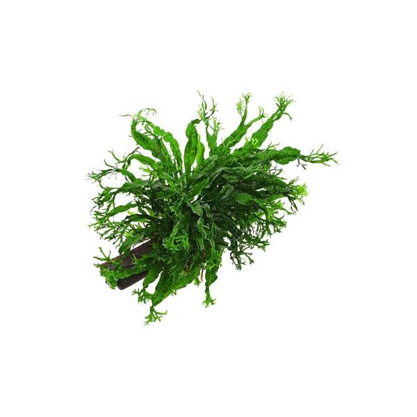 Stoffels Microsorum pteropus 'Windelov' On Root Midi