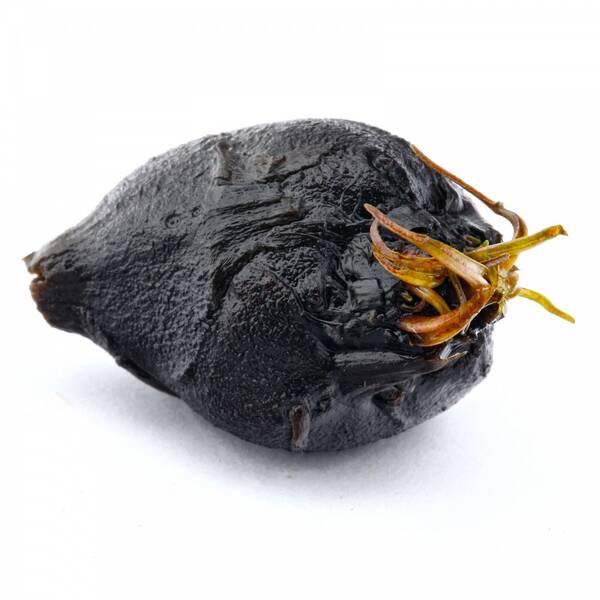 Stoffels Nymphaea lotus 'Red' (bulb)