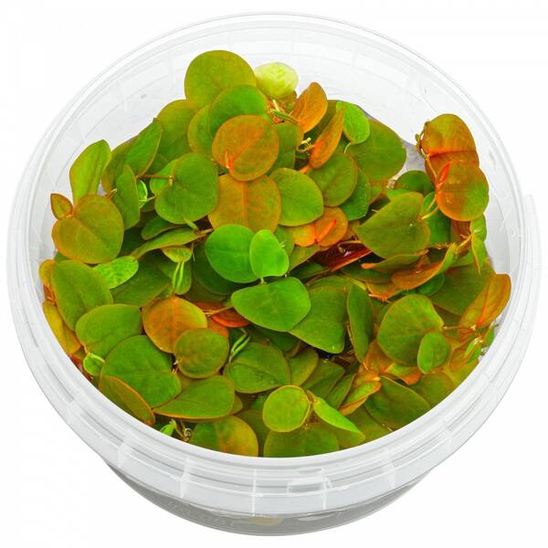 Stoffels Phyllanthus fluitans