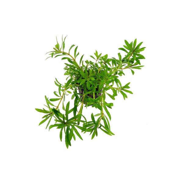 Stoffels Pogostemon Quadrifolius