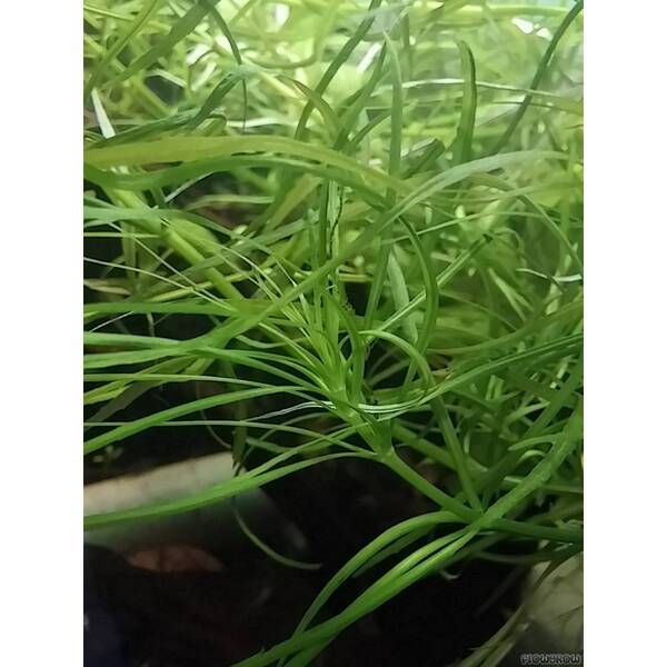 Stoffels Pogostemon Quadrifolius