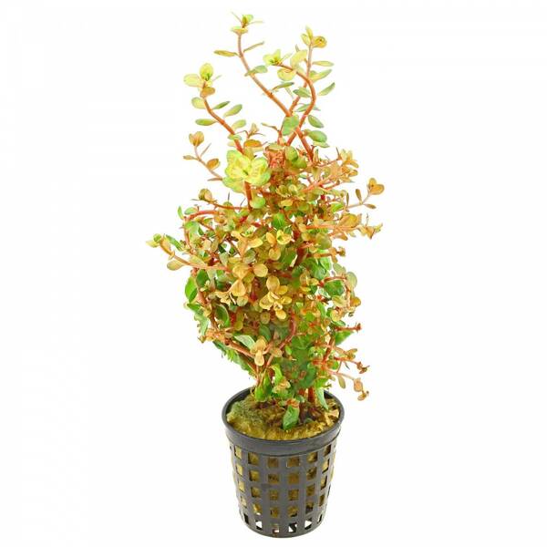 Stoffels Rotala Rotundifolia 'Orange Juice'