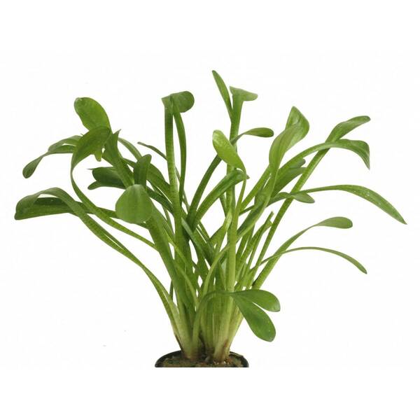 Stoffels Sagittaria Teres