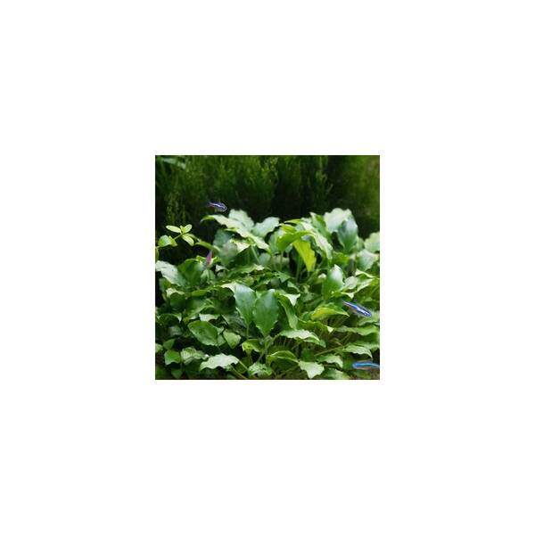 Stoffels Schismatoglottis Prietoi