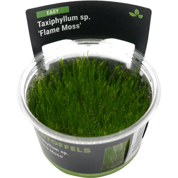 Stoffels Taxiphyllum Sp. Flame Moss In Vitro