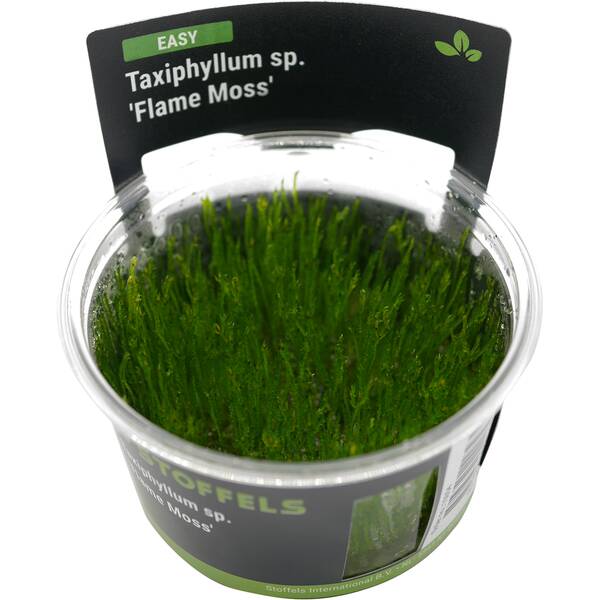 Stoffels Taxiphyllum Sp. Flame Moss In Vitro