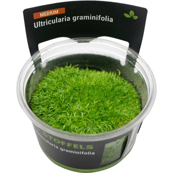 Stoffels Utricularia graminifolia in-vitro