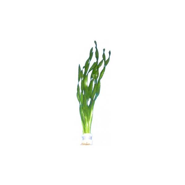 Stoffels Vallisneria Spiralis Tortifolia Bund