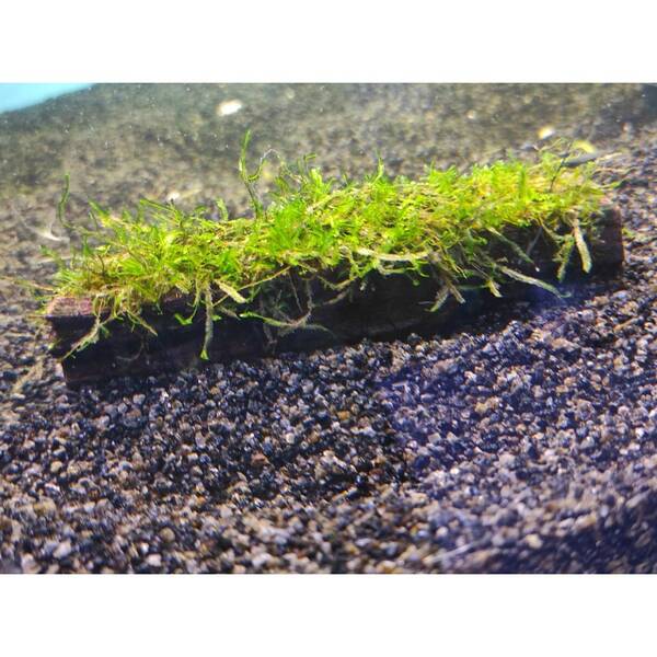 Stoffels Vesicularia Dubyana On Wood Midi