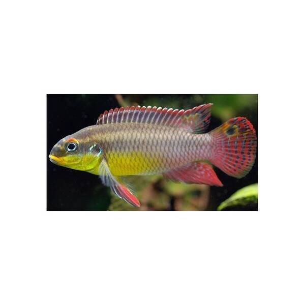 Pelvicachromis Kribensis Ndonga S/M