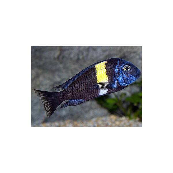 Tropheus Duboisi Maswa 8-9 cm