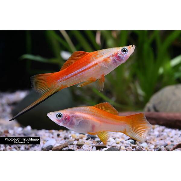 Xiphophorus Helleri Pineapple