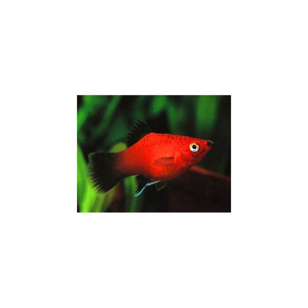 Xiphophorus Red Wagtail M