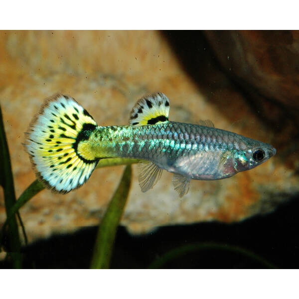 Poecilia Reticulata Snakeskin Mix Female M