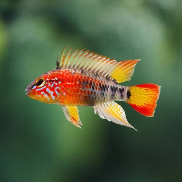 Apistogramma Macmasteri Red Mask M