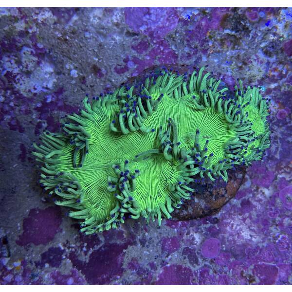 Catalaphyllia Jardinei (Blue Tip)