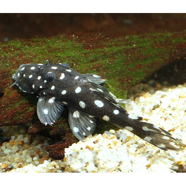 Leporacanthicus Galaxias L241 S