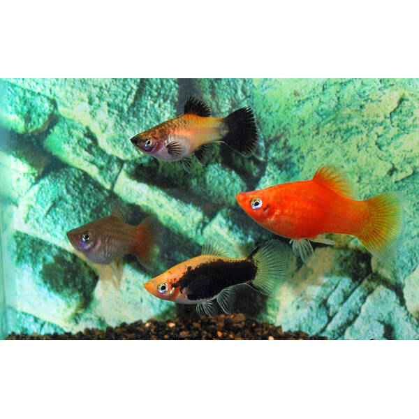 Platy Mix