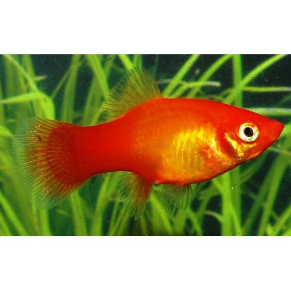 Xiphophorus Helleri Marigold M