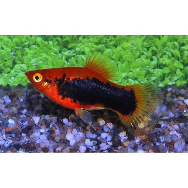 Xiphophorus Helleri Red Tuxedo