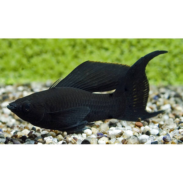 Molly Black Longfin M