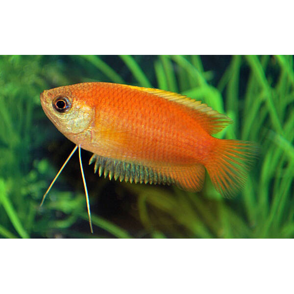 Honey Gourami M